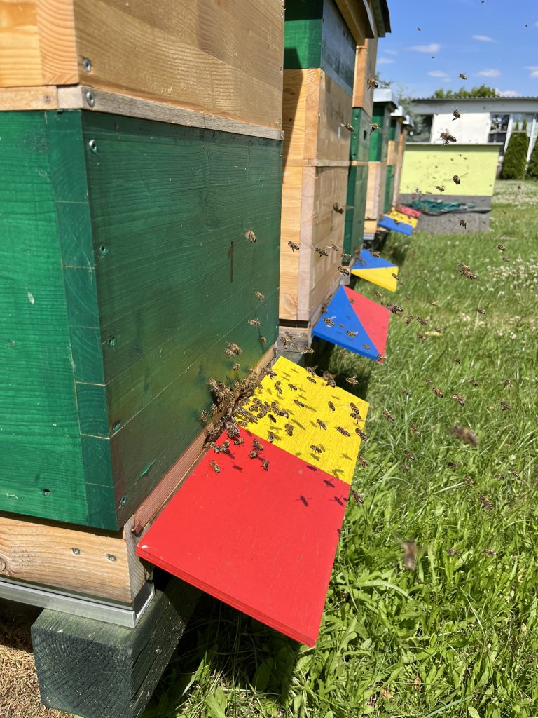 Bienenstöcke mit bunten Anflugbrettern, Bienen fliegen ein und aus